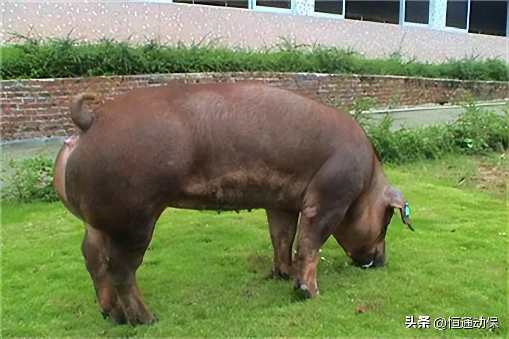  農業農村部部署2026年動物疫病防控及檢疫監督工作