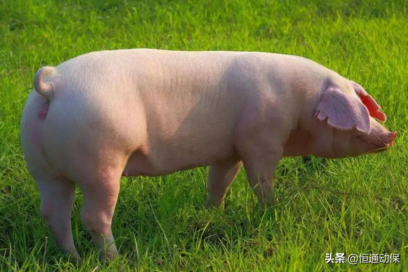 農業農村部辦公廳關于印發《2026年規范獸藥使用專項整治鞏固提升行動方案》的通知